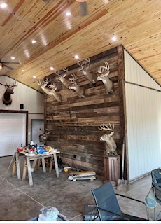 Barn wood wall with mounted antlers
