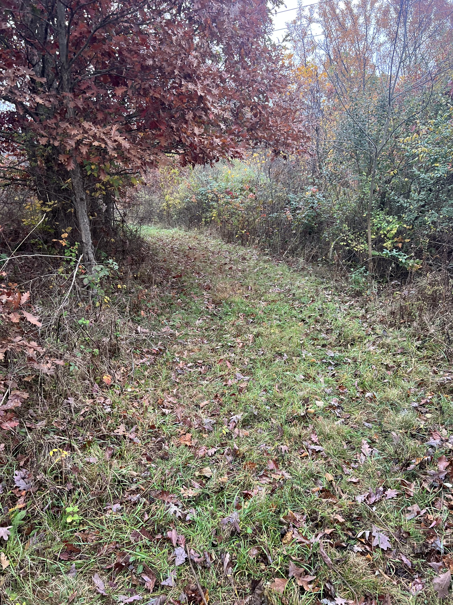 Before shot showing dense brush and overgrowth along tree line