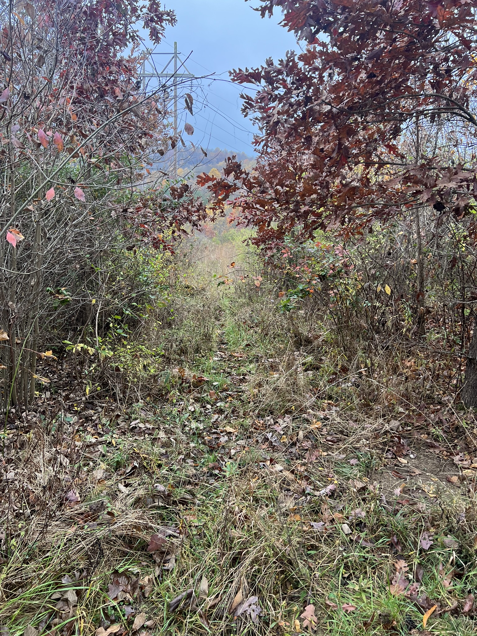Before shot showing thick wooded vegetation with power line tower visible